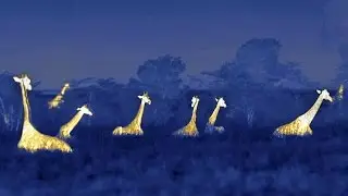 Giraffe's 