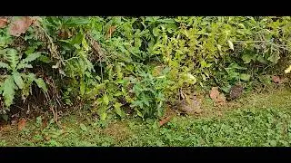 Quail TV