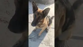 Dogs make life better&zwnj; #happy Dog  ❤️☺️