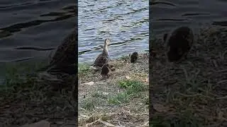 PAPEROTTI #shortsyoutube #shorts_ #shortvideo #cute #birds #lake #shorts #animals #water