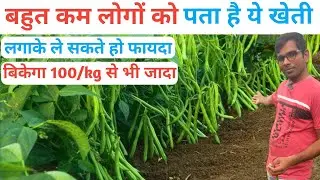 Beans ki kheti kab aur kaise kare | Beans Ki Top Variety