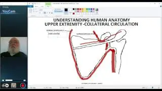 UNDERSTANDING HUMAN ANATOMY-UPPER EXTREMITY COLLATERAL CIRCULATION PART 1