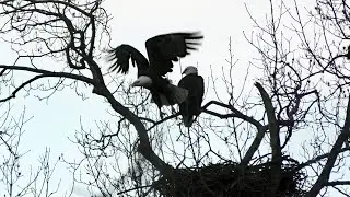 The female Eagle  took off in seconds!