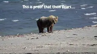 Proper Random animals pooping