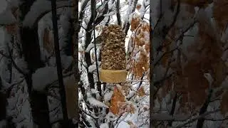 Cat TV 🐈~ Secluded Snacking😋 System ~ Birds ~ 4K #birds #shorts #snow