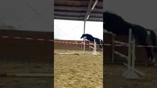 Freispringen 🐴 Wie toll macht Emma das bitte? 🥹&hearts;️ #freispringen #pferd