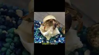 Hermit crabs