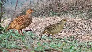 desi partridge sound grey francolin voice