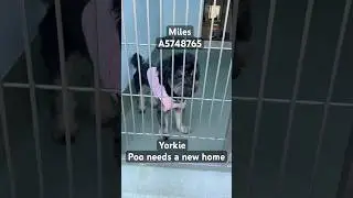 Tiny Yorkie Poo needs a New Home