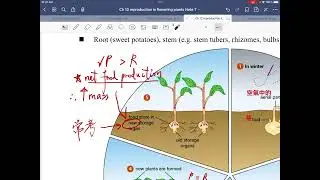 DSE BIO Key concept Ch 12 part 3 asexual reproduction in flowering plants Vegetative propagation