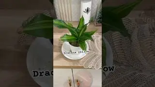 Top 5 Indoor plants#indoorplants #plants #plantslover  #shortsfeed #shorts #aglonema #syngoniums