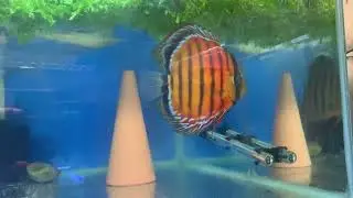 January stock @ Cheshire oaks Discus fish sales