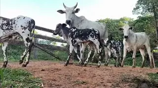 Suíça e Rochinha desmamadas, curando a nelorada brava 