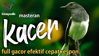 Pancingan Masteran Kacer Gacor Ngeplong Efektif Untuk Terapi Kacer Stress Dan Macet Bunyi