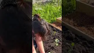 2023 New Allotment Recap | Diary of a Yorkshire Gardener