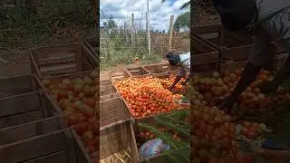 How to grade and sort Tomatoes