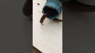 The millipede is walking #millipede #insects #animals