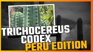 Trailer Trichocereus codex 3 - Peru