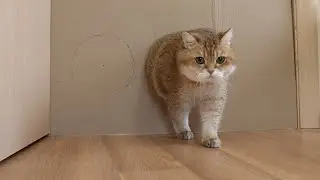 How Small Of A Hole Can Hosico Cat Fit Through?