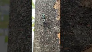 A Korean Cicada Is Singing The Song of Its People (Audio boosted) #shorts