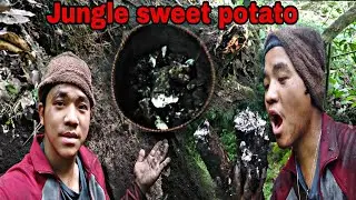 Jungle sweet potato🥔🥔what north east peoples eat at ancient time ( North East Keshan )