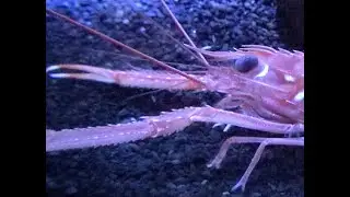 アカザエビ　Japanese lobster　Metanephrops japonicus　沼津港深海水族館　Numadu Deep Sea Aquarium