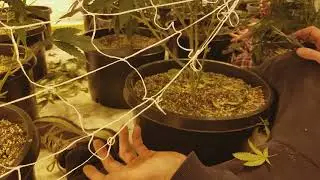 Day 14 Lollipop Multiple  strain Scrog  grow