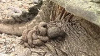 Snapping Turtle with Leeches