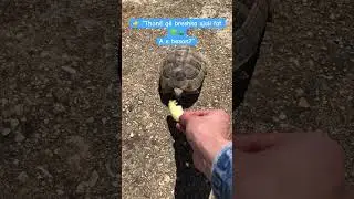 👉 &ldquo;A e dije q&euml; breshka konsiderohet simbol i fatit?&rdquo;🐢🐢#turtoise