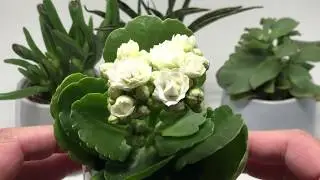 IKEA Succulent Plants with Pot Gray【4K】