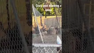 🟢☑️(MUST SEE) Goat Goes Wild: Climbing Fences Like a Pro #goats #goatfarming #goat #goatfarm