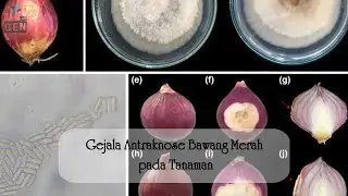 Gejala Antraknosa oleh Colletotrichum spp. pada Bawang Merah - part 2