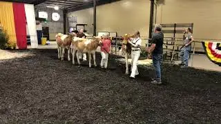Open Dairy Cattle Shows