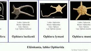 El&auml;inkunta, lahko Ophiurida ophiura animal ambigua lymani scomba carinifera Ophiosteira violainae
