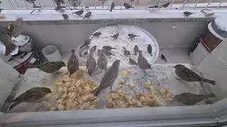 Kuş Beslemek | Ekmek Yiyen Kuşlar