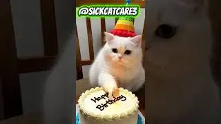 Fluffy Birthday Kitty 🎂🐾#kitten #birthday #fluffykitten #cute #happycat #catparty #kittylove #adorab