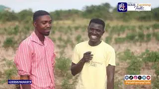 Earn 30,000 GHS from 4 Acres of Green Chili Pepper Farming Like a Pro!