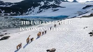 THE HERDS scale the largest Glacier in mainland Europe