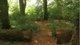 The Bluebell Walk