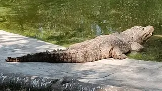 शेर, बाघ, भालू देखना है तो Nahargarh Biological Park Kukas Sisiyawas‌ जाना होगा zoo में कुछ नहीं है