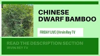 #education  SCIENTIFIC NAME OF Chinese Dwarf Bamboo - Irvin Rey  TV is live!  READ THE DESCRIPTION