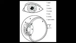 Science 3 Q-2:  5 senses (Tagalog) parts and functions