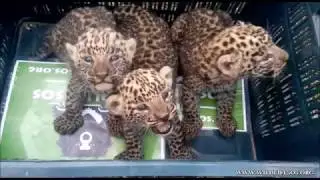 Three Leopard Cubs Rescued From Sugarcane Fields in Maharashtra