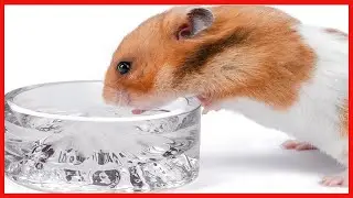 Niteangel Hamster Feeding & Water Bowls  Mount Fuji Series Glass Drinking Bowls for Dwarf Syrian