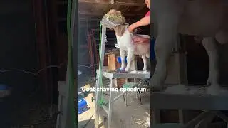 Satisfying Goat Shaving Time Lapse