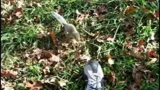 A Squirrel in the Attic - a story of squirrel survival