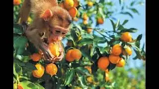 Monkey get food | eating orange from tea | monkey videos 