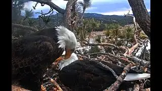 1-20-2020 Shadow Places Stick On Jackie💕 Beautiful Fly By Just Before ~Big Bear Eagles