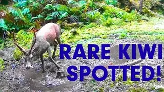 Hidden Trail Camera in New Zealand Reveals Red Stags and Rare Kiwi at a Wilderness Wallow