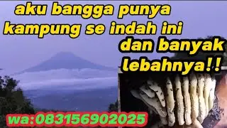 ALHAMDULILLAH SISA MALING MASIH 10KG❗❗❗#bee#bees#honey#honeybee#lebah#madu#apiscerana#apiscerana